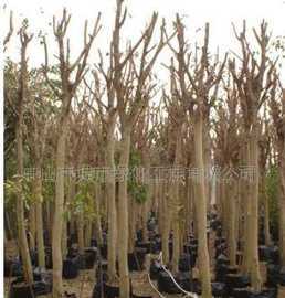 供應(yīng)榕樹(shù) 喬木 苗木價(jià)格_供應(yīng)榕樹(shù) 喬木 苗木廠家_