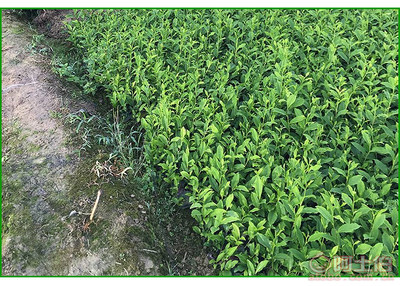 【福鼎大白茶苗價格】福鼎大白茶苗價格,價格,廠家,供應商,花木、果木種苗,雅安市名山區惠農苗木種植農民專業合作社 - 產品庫