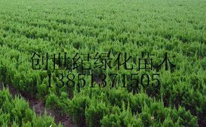供應(yīng)沭陽龍柏價格江蘇龍柏價格龍柏報(bào)價_農(nóng)副產(chǎn)品_世界工廠網(wǎng)中國產(chǎn)品信息庫