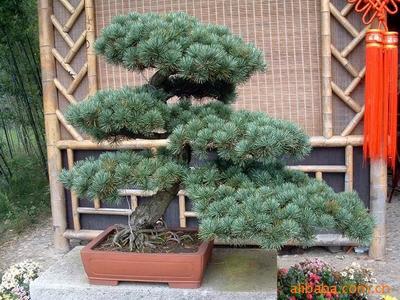 【綠化設計圖中的喬木與灌木之分】價格、產品供應,綠化設計圖中的喬木與灌木之分廠家批發-1024商務網