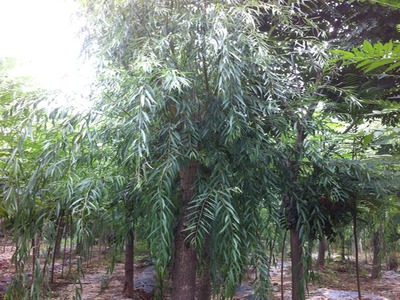 山東萬畝苗木大量出售西湖垂柳-山東萬畝苗木培育基地提供山東萬畝苗木大量出售西湖垂柳的相關介紹、產品、服務、圖片、價格13-14公分紅葉碧桃樹苗、5公分龍柱碧桃價格、3公分菊花碧桃小苗、8公分法桐基地、速生白蠟樹苗、山東國槐樹基地、