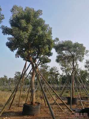 【全冠香樟袋苗供應、種植基地直銷、價格實惠】綠化苗木,價格,廠家,供應商,花木,龍海市東泗興輝園藝場 - 產品庫