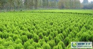 苗木-花木、柏球、花柏球、蜀檜球、大葉黃楊_農(nóng)副產(chǎn)品_世界工廠網(wǎng)中國(guó)產(chǎn)品信息庫(kù)