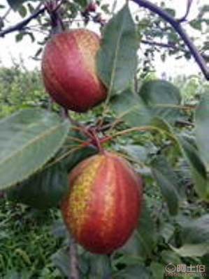 黃金梨苗種植與管理指南 栽種時間、水肥控制與生長表現