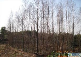 合肥優質水杉苗木供應，綠化工程優選，規格齊全直達世界工廠網