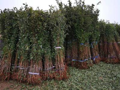山東育苗基地遭竊，新疆杏李品種“恐龍蛋”市場熱度再引關注